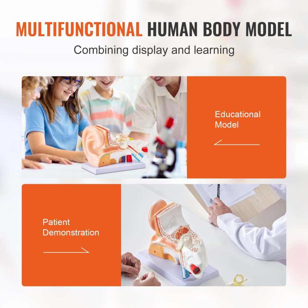 VEVOR Human Ear Anatomy Model, 3 Parts 5 Times Enlarged Human Ear Model Displaying Outer, Middle, Inner Ear with Base, Professional PVC Anatomical Ear Model for Education Physiology Study Teaching 
