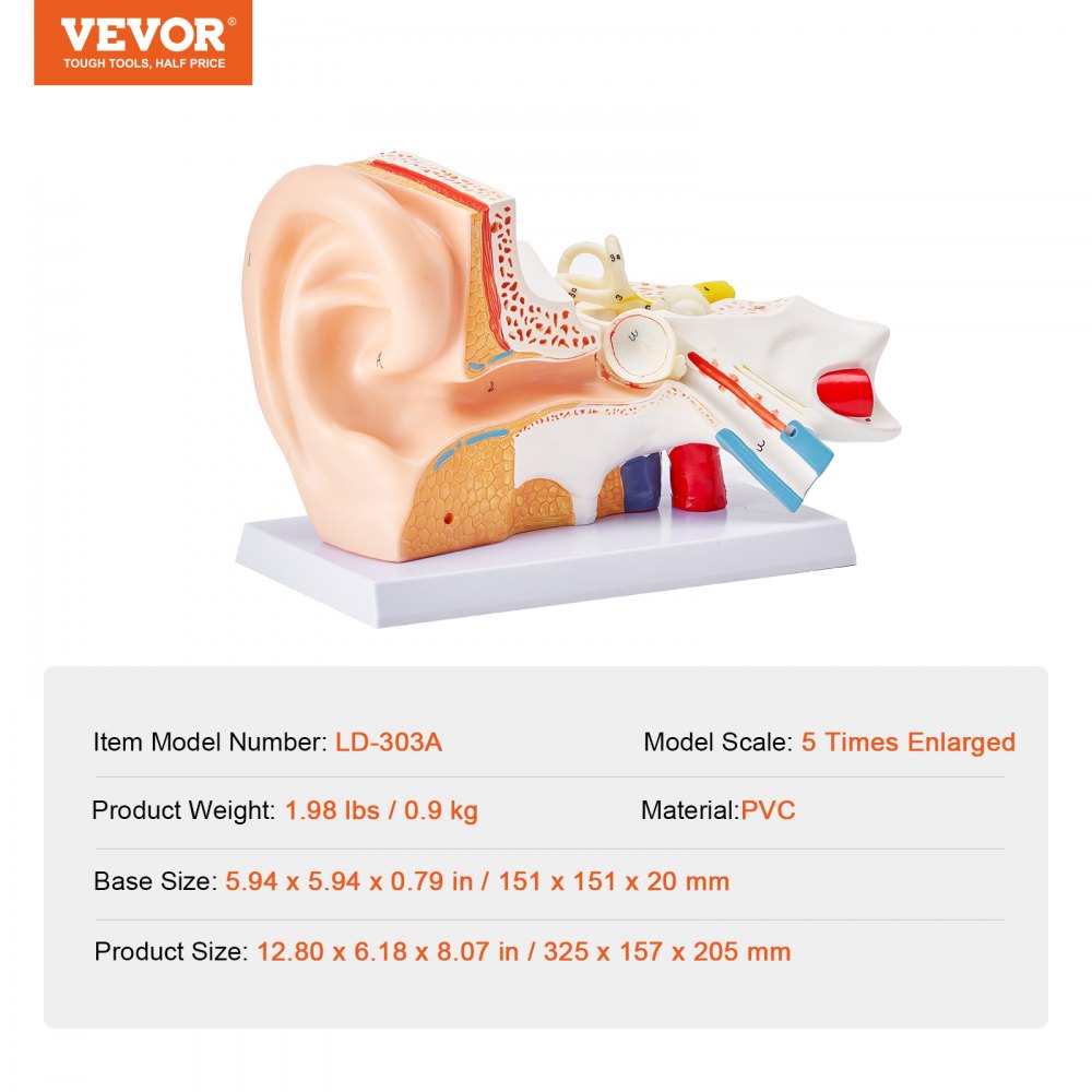 VEVOR Human Ear Anatomy Model, 3 Parts 5 Times Enlarged Human Ear Model Displaying Outer, Middle, Inner Ear with Base, Professional PVC Anatomical Ear Model for Education Physiology Study Teaching 