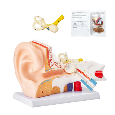 VEVOR Human Ear Anatomy Model, 3 Parts 5 Times Enlarged Human Ear Model Displaying Outer, Middle, Inner Ear with Base, Professional PVC Anatomical Ear Model for Education Physiology Study Teaching 