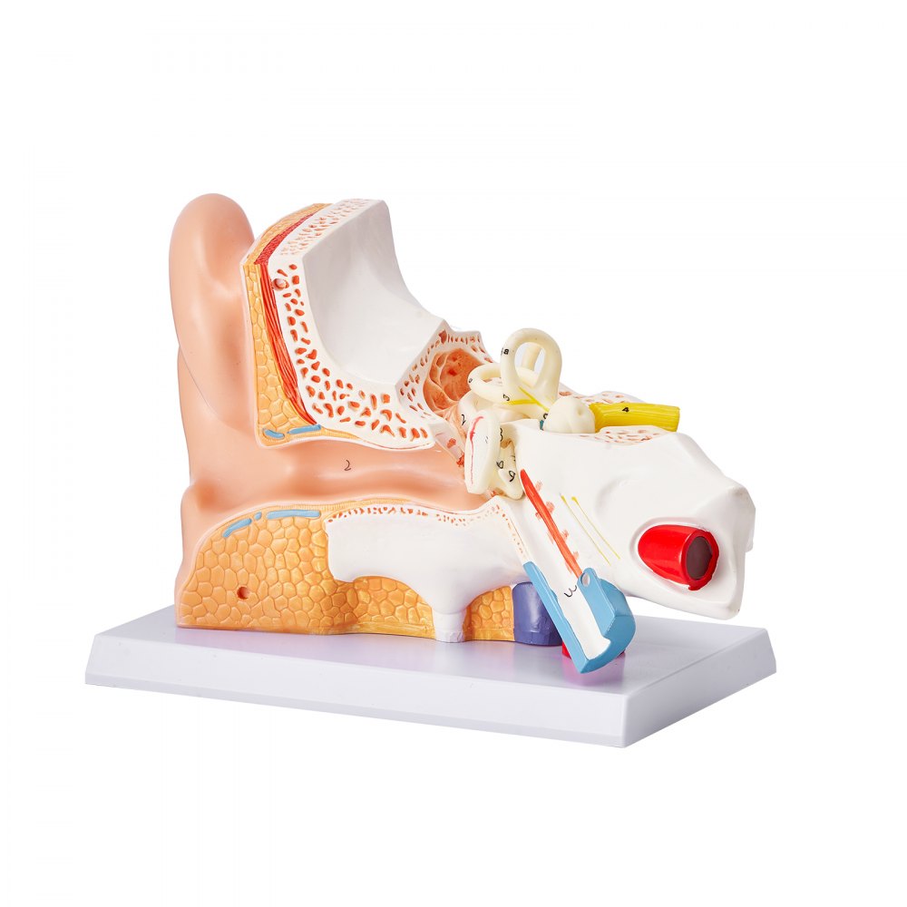 VEVOR Human Ear Anatomy Model, 3 Parts 5 Times Enlarged Human Ear Model Displaying Outer, Middle, Inner Ear with Base, Professional PVC Anatomical Ear Model for Education Physiology Study Teaching 