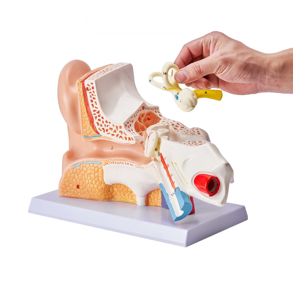 VEVOR Human Ear Anatomy Model, 3 Parts 5 Times Enlarged Human Ear Model Displaying Outer, Middle, Inner Ear with Base, Professional PVC Anatomical Ear Model for Education Physiology Study Teaching 
