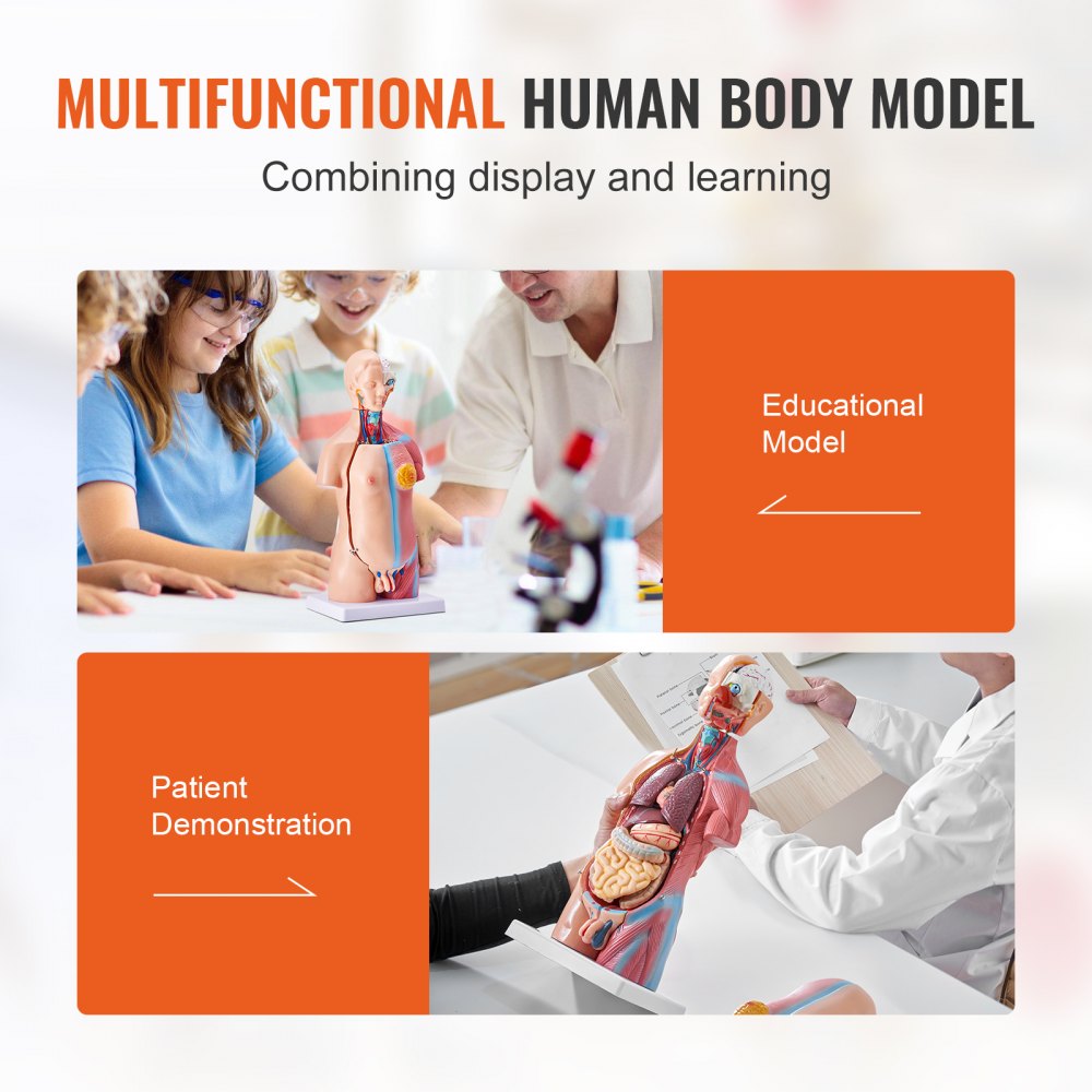 VEVOR Human Body Model, 23 Parts 18 inch, Human Torso Anatomy Model Unisex Anatomical Skeleton Model with Removable Organs, Educational Teaching Tool for Students Science Learning Education Display 