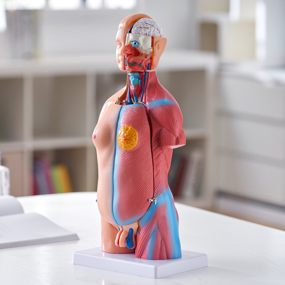 VEVOR Human Body Model, 23 Parts 18 inch, Human Torso Anatomy Model Unisex Anatomical Skeleton Model with Removable Organs, Educational Teaching Tool for Students Science Learning Education Display 