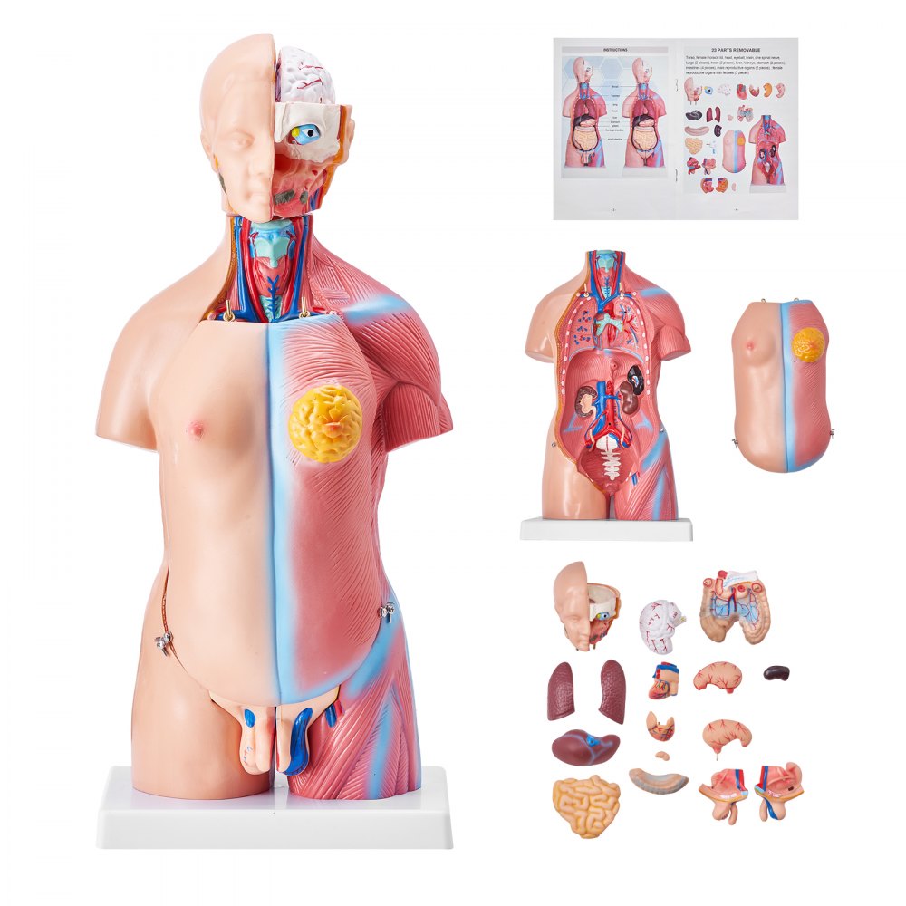 VEVOR Human Body Model, 23 Parts 18 inch, Human Torso Anatomy Model Unisex Anatomical Skeleton Model with Removable Organs, Educational Teaching Tool for Students Science Learning Education Display 