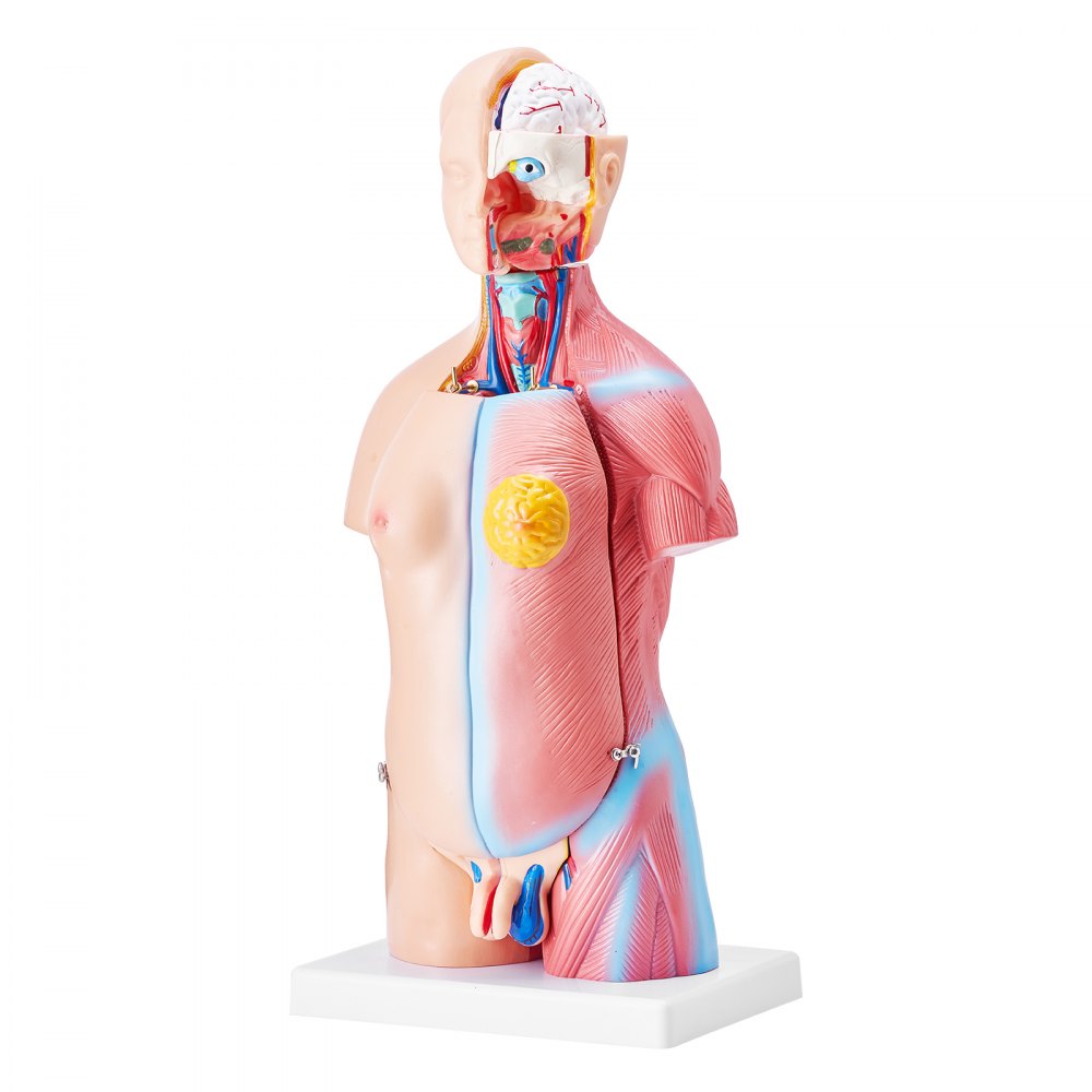 VEVOR Human Body Model, 23 Parts 18 inch, Human Torso Anatomy Model Unisex Anatomical Skeleton Model with Removable Organs, Educational Teaching Tool for Students Science Learning Education Display 