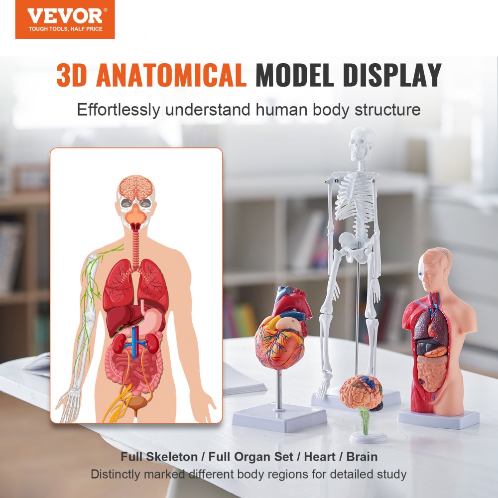 VEVOR Human Anatomy Models Bundle Set, Brain, Human Torso Body, Heart, Skeleton Model Set of 4, Hands-on 3D Model Study Tools Teaching Models for Physiology Students or as Educational Kit for Kids 