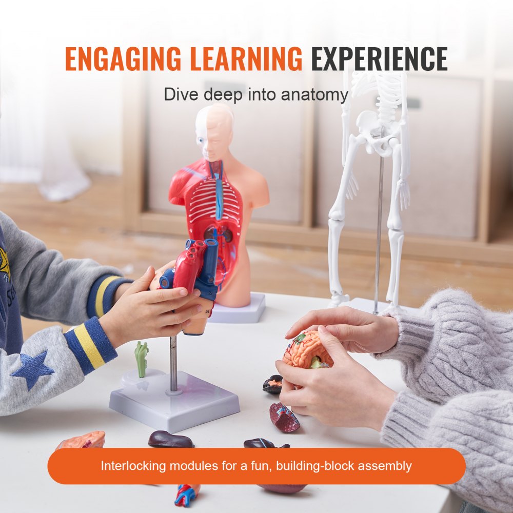 VEVOR Human Anatomy Models Bundle Set, Brain, Human Torso Body, Heart, Skeleton Model Set of 4, Hands-on 3D Model Study Tools Teaching Models for Physiology Students or as Educational Kit for Kids 