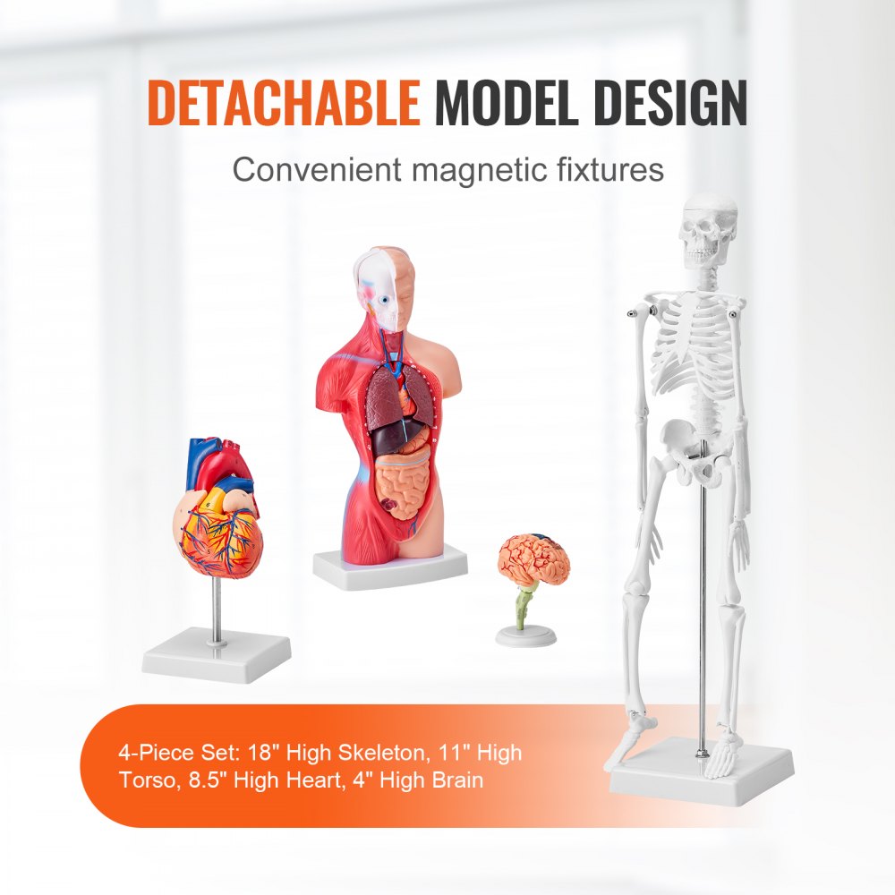 VEVOR Human Anatomy Models Bundle Set, Brain, Human Torso Body, Heart, Skeleton Model Set of 4, Hands-on 3D Model Study Tools Teaching Models for Physiology Students or as Educational Kit for Kids 