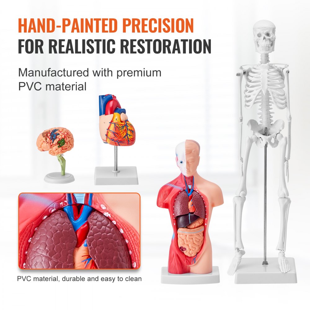 VEVOR Human Anatomy Models Bundle Set, Brain, Human Torso Body, Heart, Skeleton Model Set of 4, Hands-on 3D Model Study Tools Teaching Models for Physiology Students or as Educational Kit for Kids 