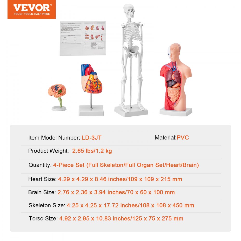 VEVOR Human Anatomy Models Bundle Set, Brain, Human Torso Body, Heart, Skeleton Model Set of 4, Hands-on 3D Model Study Tools Teaching Models for Physiology Students or as Educational Kit for Kids 