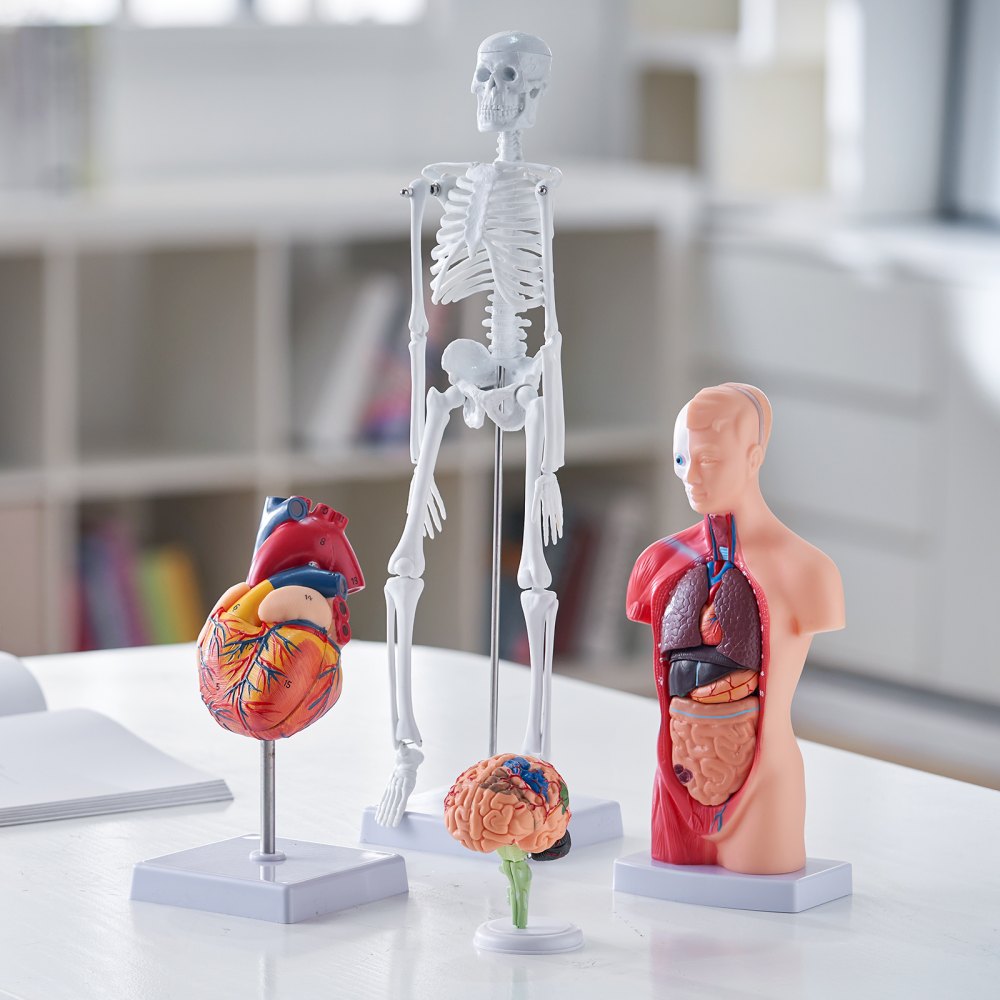 VEVOR Human Anatomy Models Bundle Set, Brain, Human Torso Body, Heart, Skeleton Model Set of 4, Hands-on 3D Model Study Tools Teaching Models for Physiology Students or as Educational Kit for Kids 