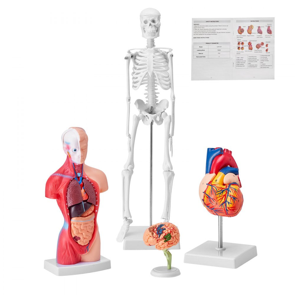 VEVOR Human Anatomy Models Bundle Set, Brain, Human Torso Body, Heart, Skeleton Model Set of 4, Hands-on 3D Model Study Tools Teaching Models for Physiology Students or as Educational Kit for Kids 