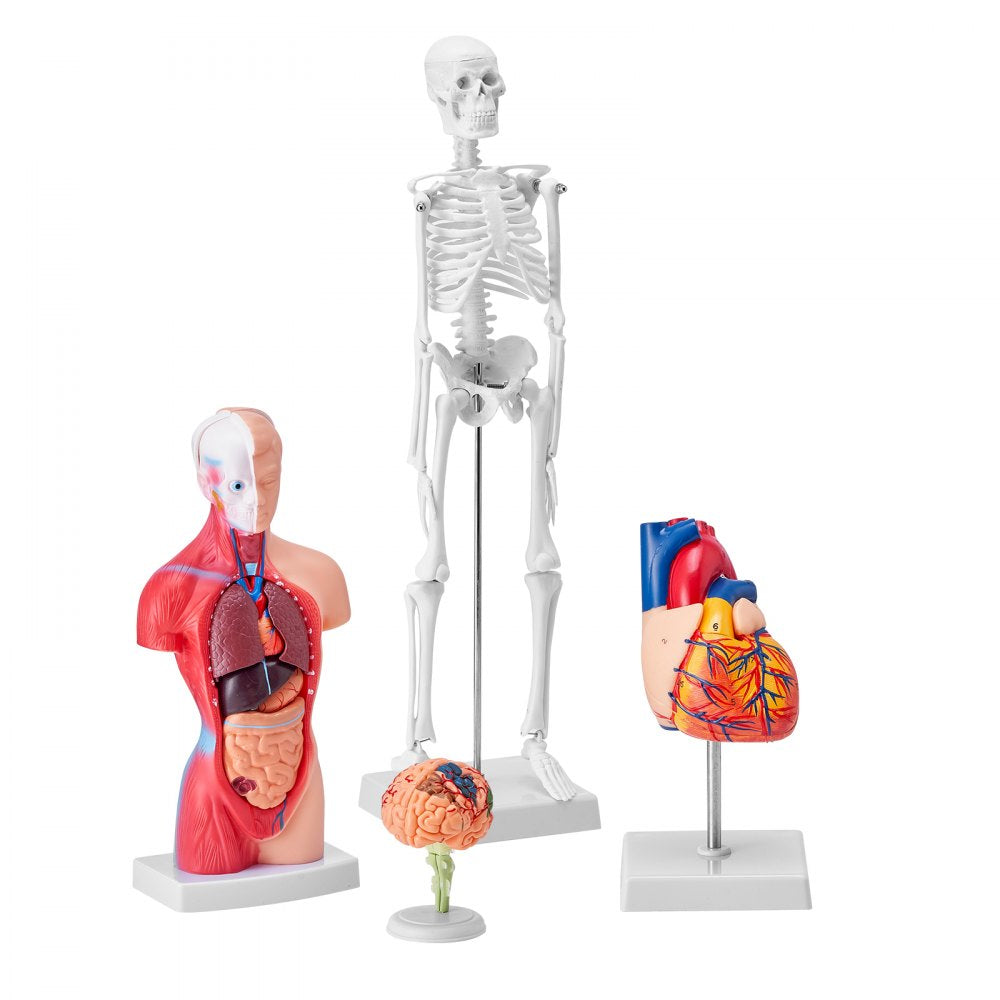 VEVOR Human Anatomy Models Bundle Set, Brain, Human Torso Body, Heart, Skeleton Model Set of 4, Hands-on 3D Model Study Tools Teaching Models for Physiology Students or as Educational Kit for Kids 