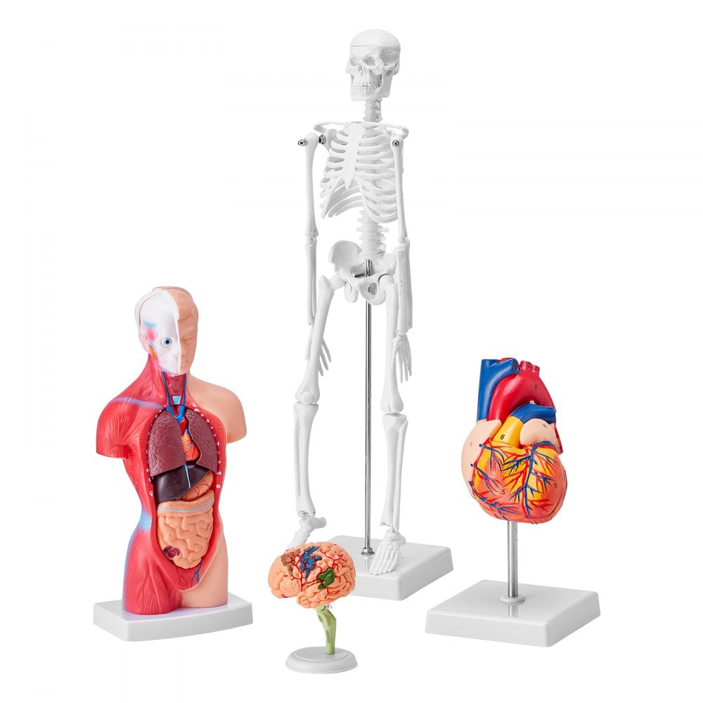 VEVOR Human Anatomy Models Bundle Set, Brain, Human Torso Body, Heart, Skeleton Model Set of 4, Hands-on 3D Model Study Tools Teaching Models for Physiology Students or as Educational Kit for Kids 