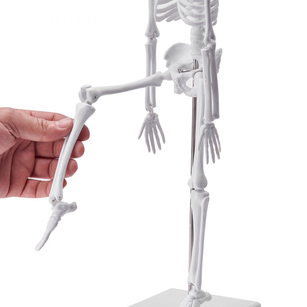 VEVOR Human Anatomy Models Bundle Set, Brain, Human Torso Body, Heart, Skeleton Model Set of 4, Hands-on 3D Model Study Tools Teaching Models for Physiology Students or as Educational Kit for Kids 