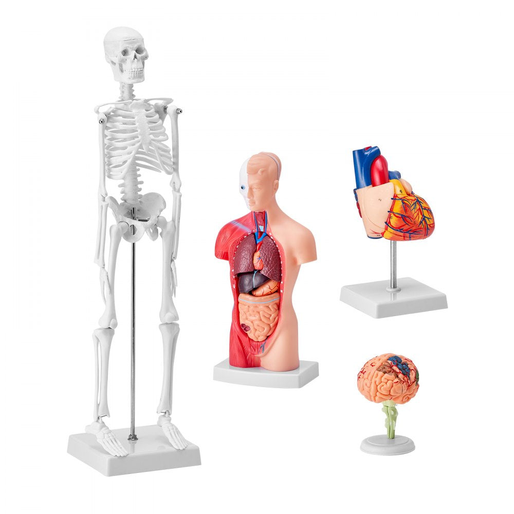 VEVOR Human Anatomy Models Bundle Set, Brain, Human Torso Body, Heart, Skeleton Model Set of 4, Hands-on 3D Model Study Tools Teaching Models for Physiology Students or as Educational Kit for Kids 