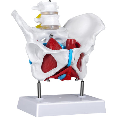 VEVOR Pelvic Floor Model, Scientific Anatomy Model, Colored Female Pelvis with 4 Removable Parts, Pelvic Floor Muscles and Reproductive Organs, Pelvic Model Female with Muscles, Life Size Pelvis Model 