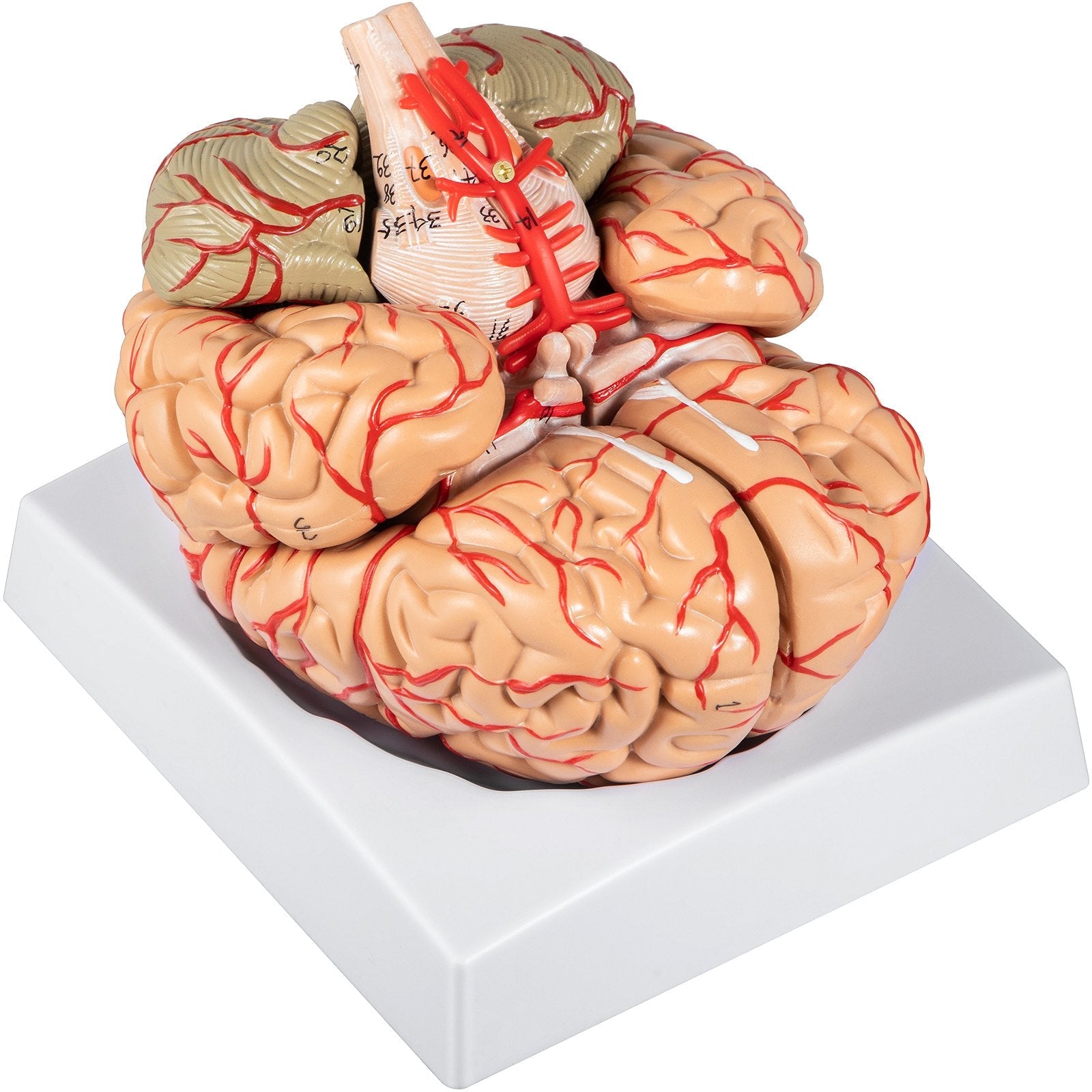 VEVOR Human Brain Model Anatomy 9-Part Model of Brain w/ Labels & Display Base Color-Coded Life Size Human Brain Anatomical Model Brain Teaching Tool Brain Model for Science Classroom Study Display 