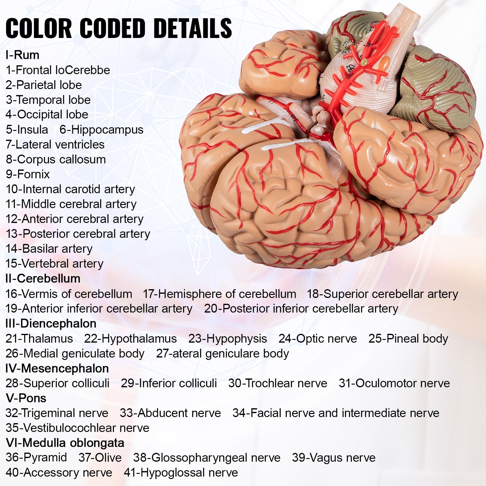 VEVOR Human Brain Model Anatomy 9-Part Model of Brain w/ Labels & Display Base Color-Coded Life Size Human Brain Anatomical Model Brain Teaching Tool Brain Model for Science Classroom Study Display 