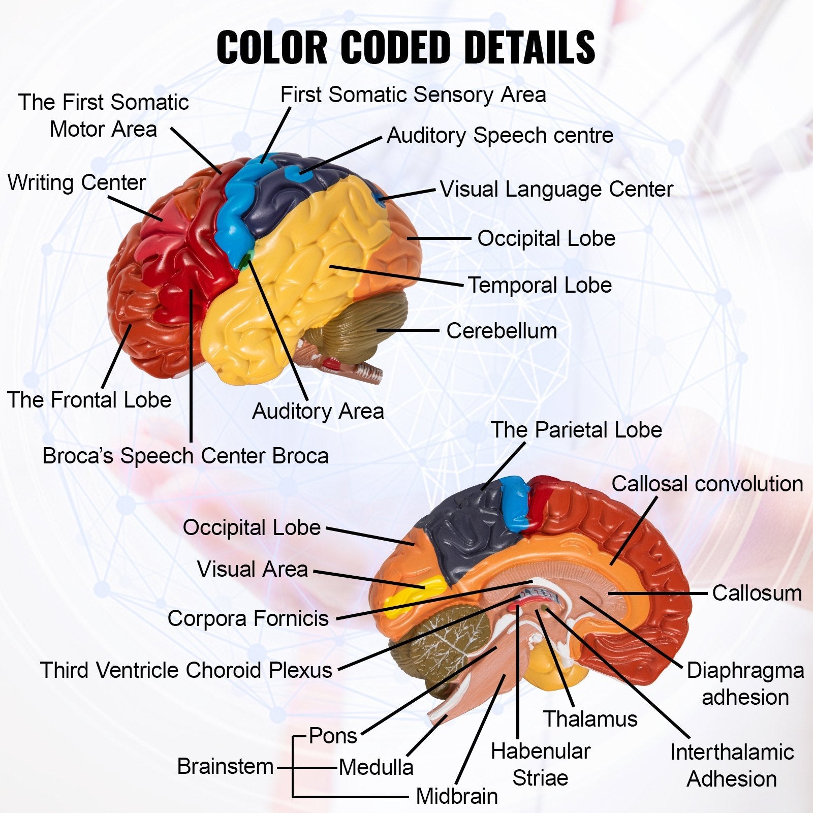 VEVOR Human Brain Model Anatomy 2-Part Model of Brain Color-Coded Life Size Human Brain Anatomical Model with Display Base Brain Teaching Anatomy of Brain for Science Classroom Study Display Teaching 