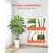 5FT Artificial Dracaena Tree with White Tall Planter – Realistic Faux Tropical Floor Plant for Home & Office